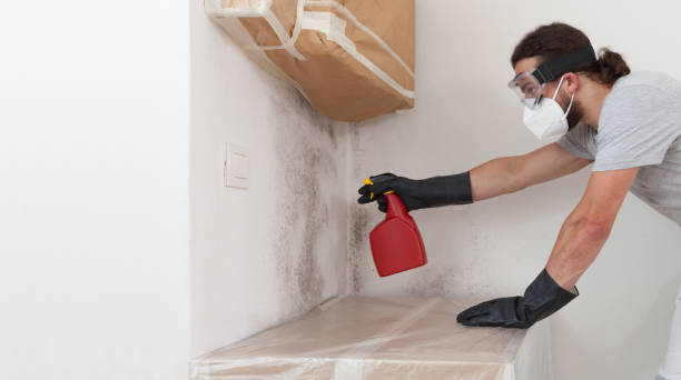 Professional Basement Mold Removal technician working in Groveland, MA