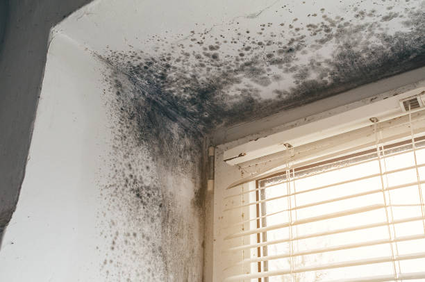 Affordable Basement Mold Removal solutions in Groveland, MA
