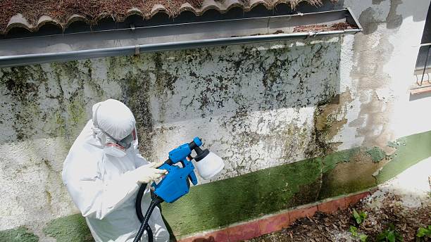Top rated local Basement Mold Removal specialists in Groveland, MA